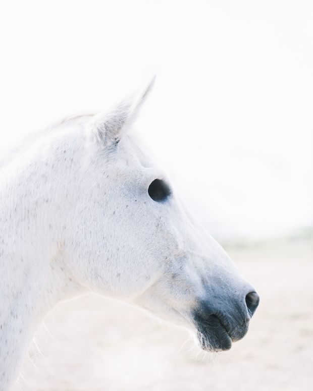 WHITE HORSE